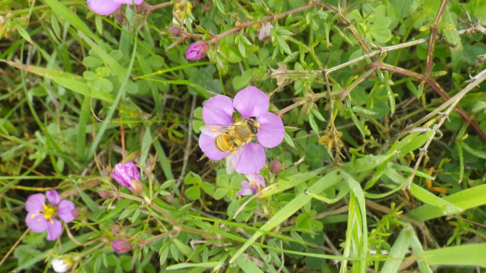 2018-01-10 02 Fagonia and Bee.jpg