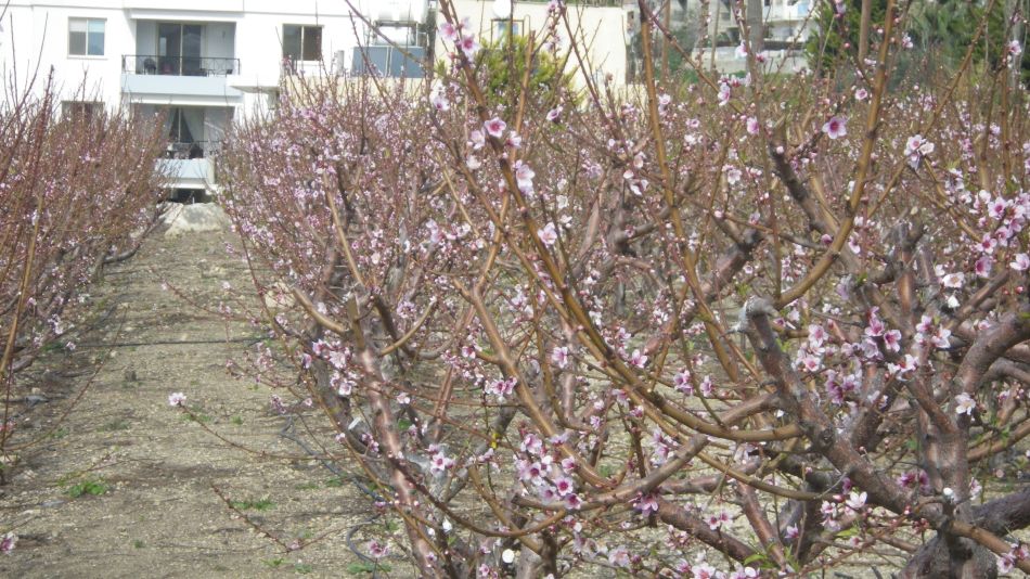 2019-02-04 35 Walk 13 Orchard in Bloom.JPG