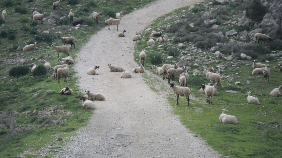 2019-02-07 16 Walk 7 Sheep.JPG
