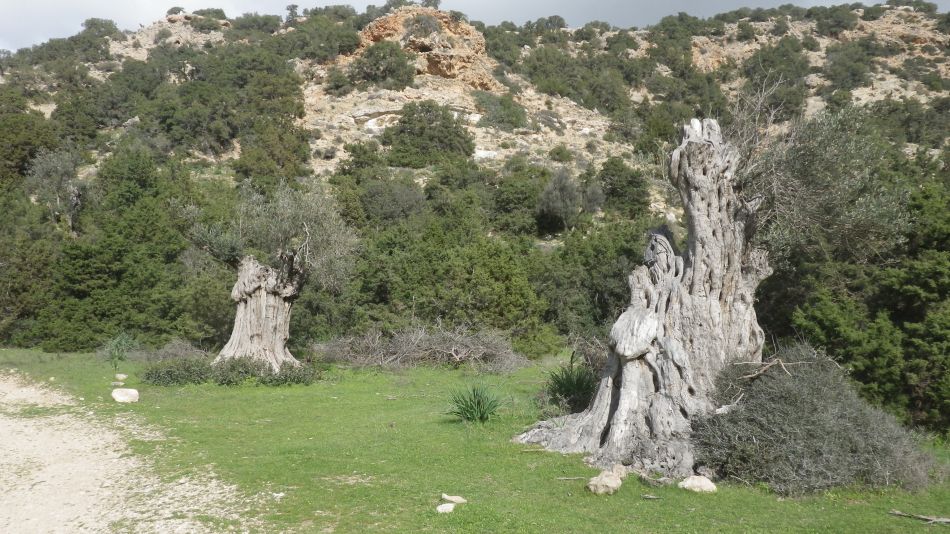 2019-02-07 23 Walk 7 Ancient Olives.JPG