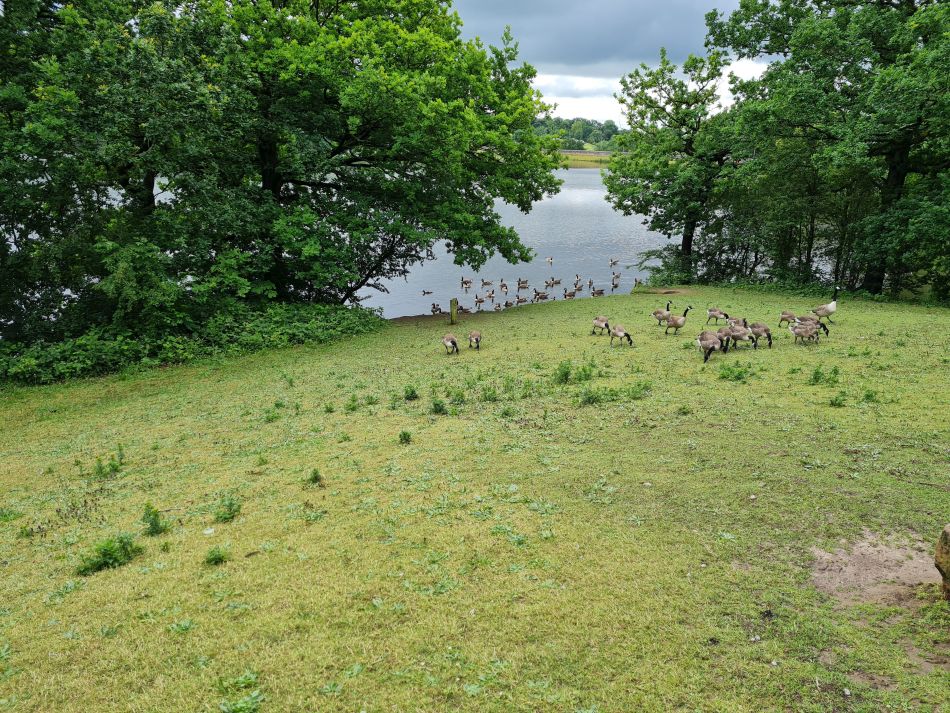 2021-07-07 05 Knypersley Reservoir.jpg