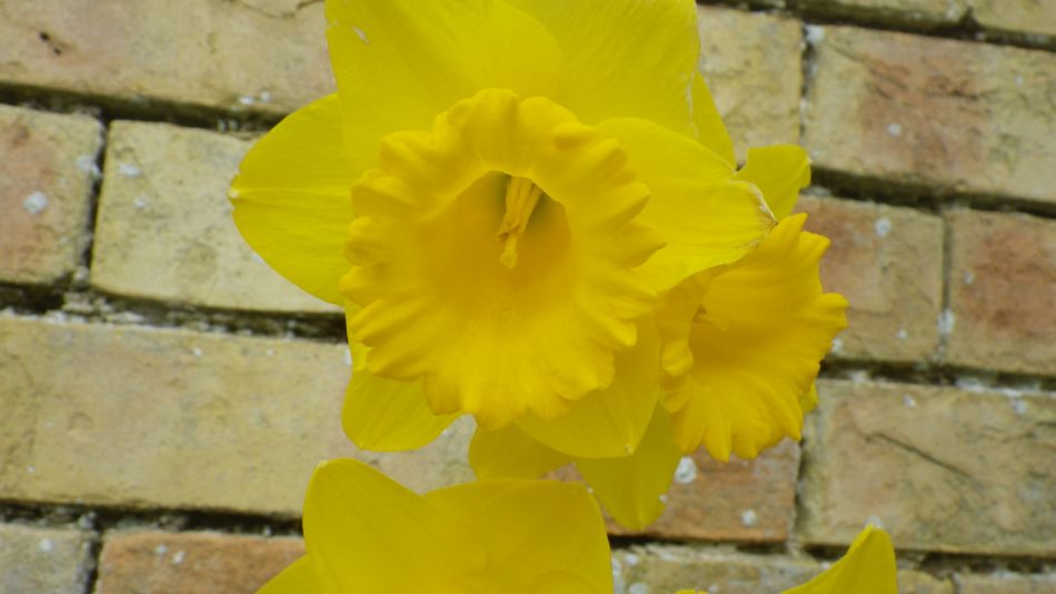 2019-03-21 13 Daffodil.JPG