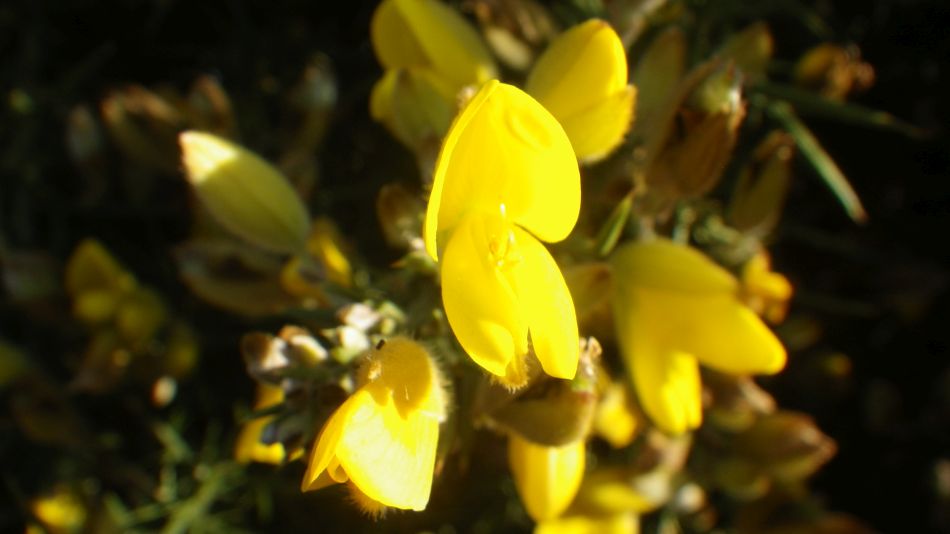 2016-12-14 12 Thorpeness and Sizewell Gorse.jpg