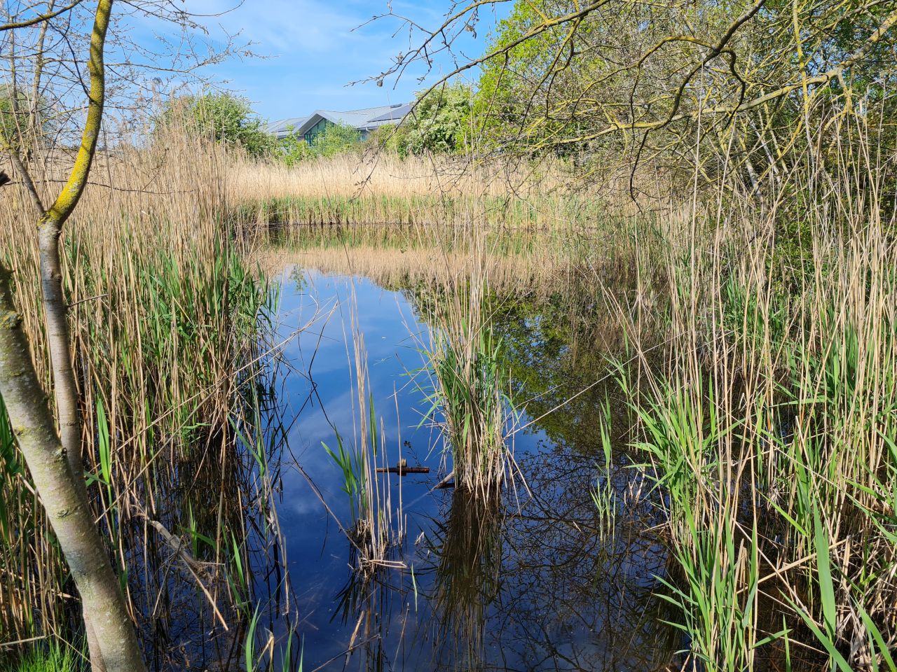 2025-05-01 13 Woodbridge to Wickham Market.jpg
