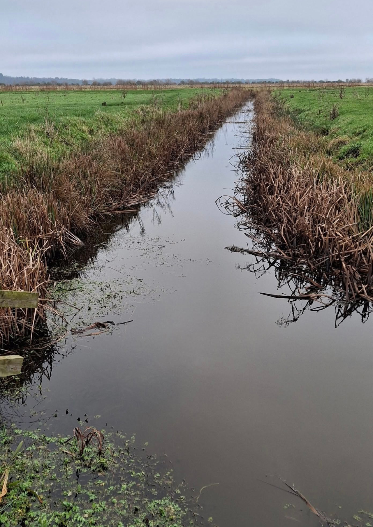 2024-12-29 01 Haddiscoe Thurlton Thorpe Marshes.jpg