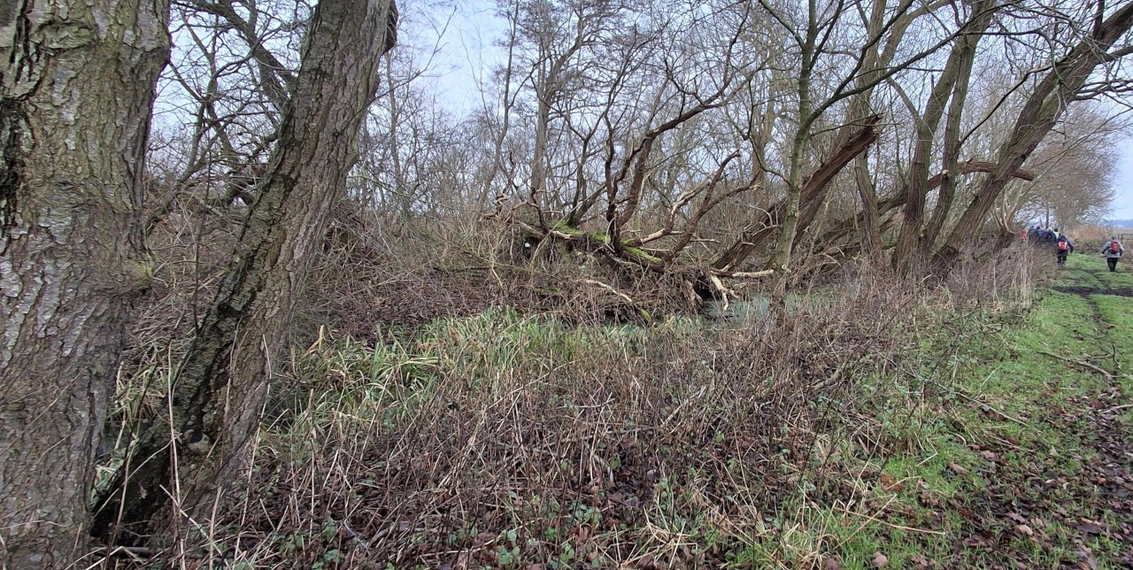 2024-12-29 09 Haddiscoe Thurlton Thorpe Marshes.jpg