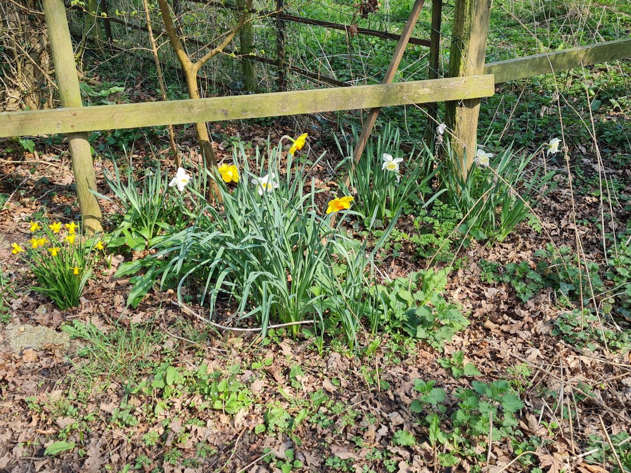 2025-03-24 06 Pulham Market.jpg