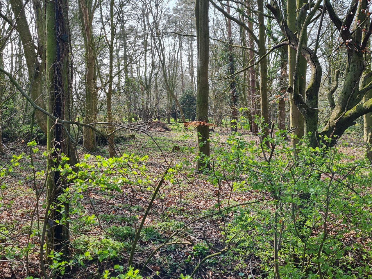 2025-03-24 07 Pulham Market.jpg