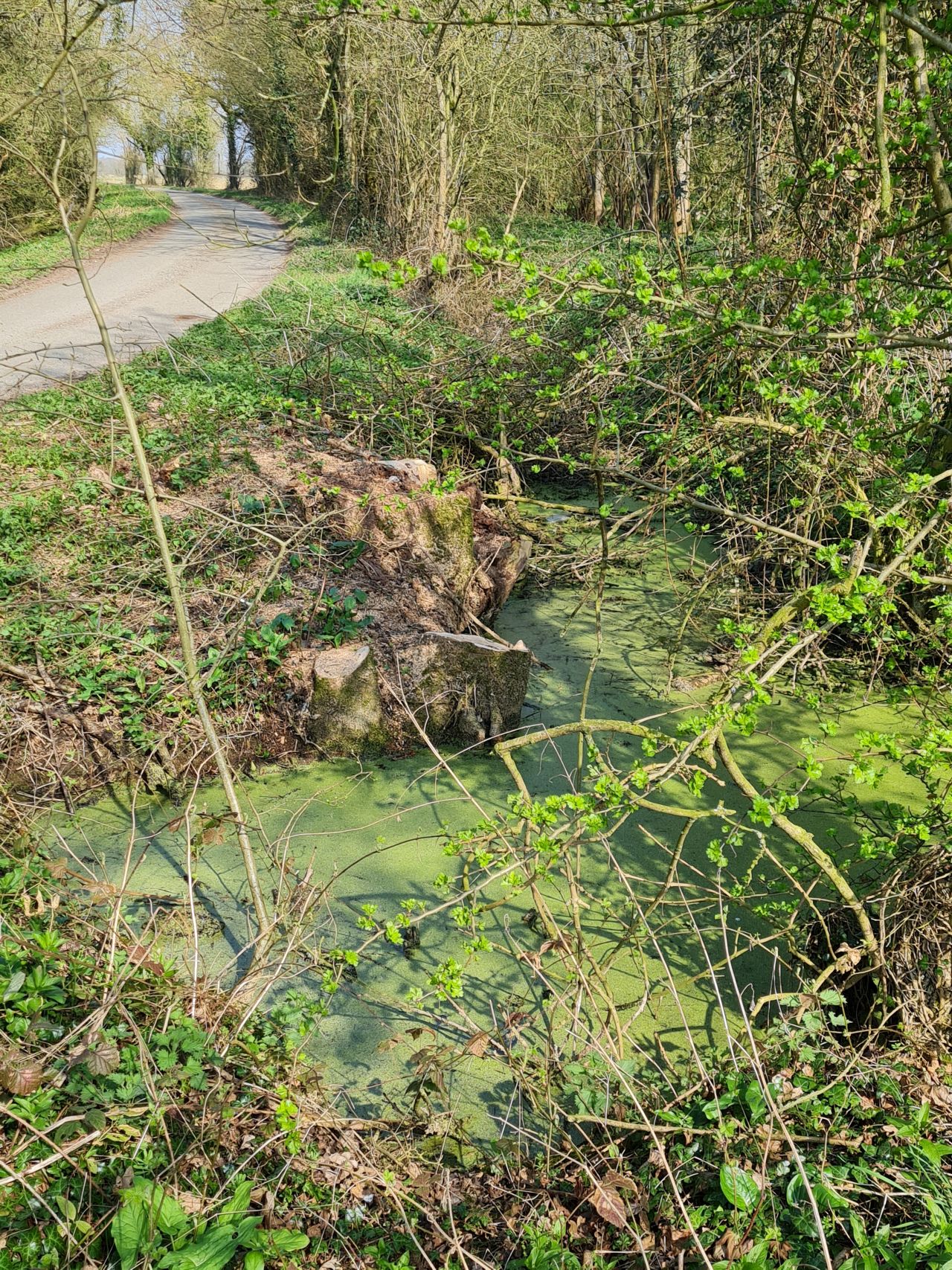 2025-03-24 09 Moat.jpg