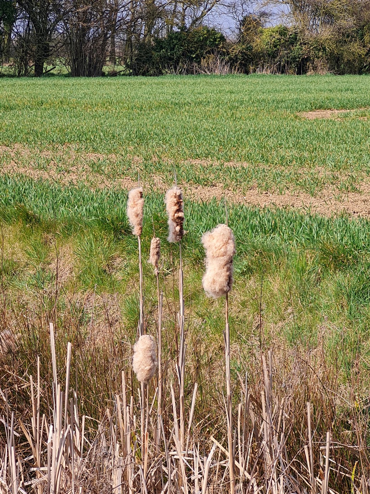 2025-03-24 17 Pulham Market.jpg