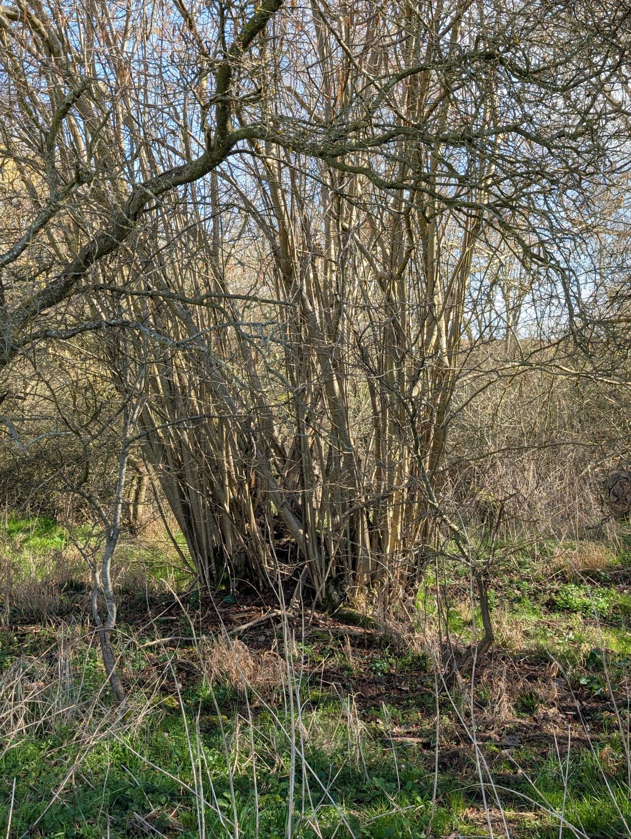 2026-03-04 03 Long Melford to Glemsford.jpg