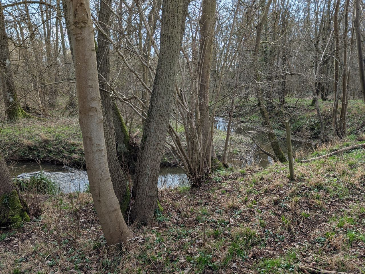 2026-03-04 04 Long Melford to Glemsford.jpg