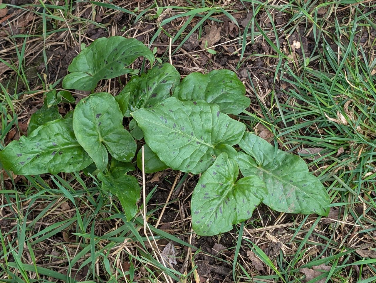 2026-03-04 56 Arum maculatum.jpg