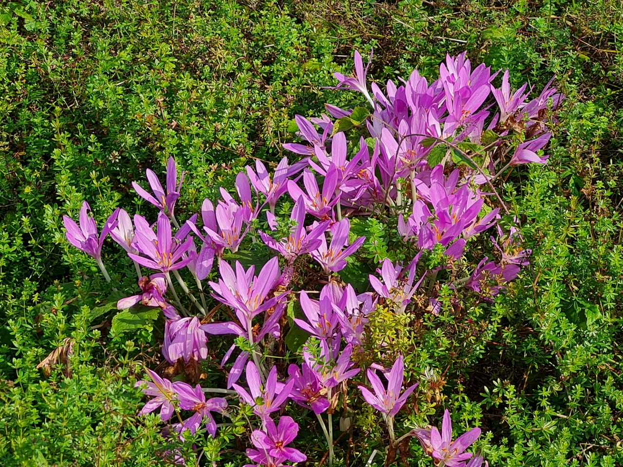 2024-09-21 13 Autumn Crocus.jpg