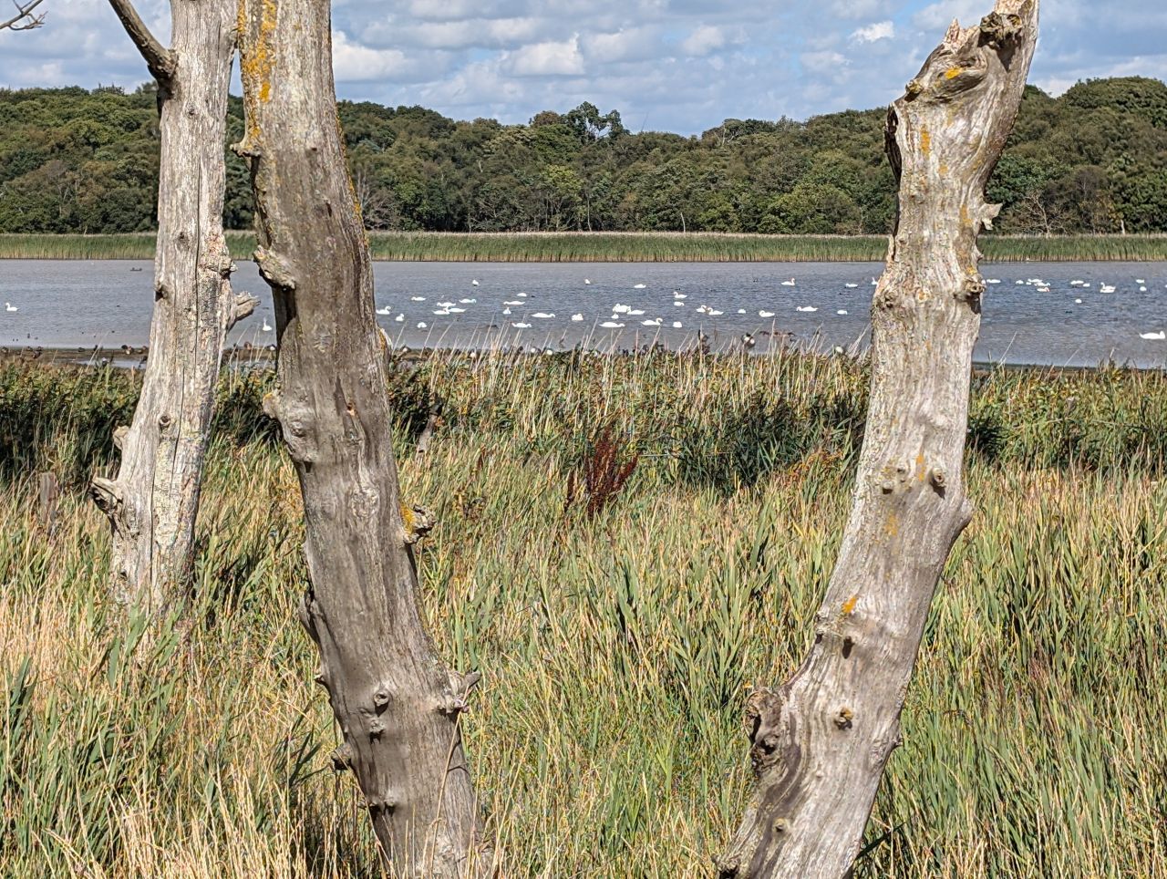 2025-08-30 02 Covehithe.jpg