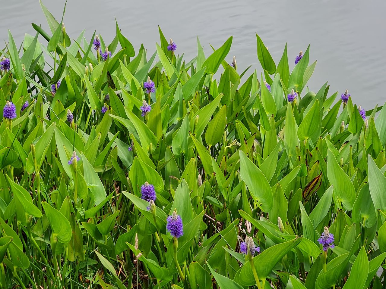 2025-06-25 08 Saint James South Elmham.jpg