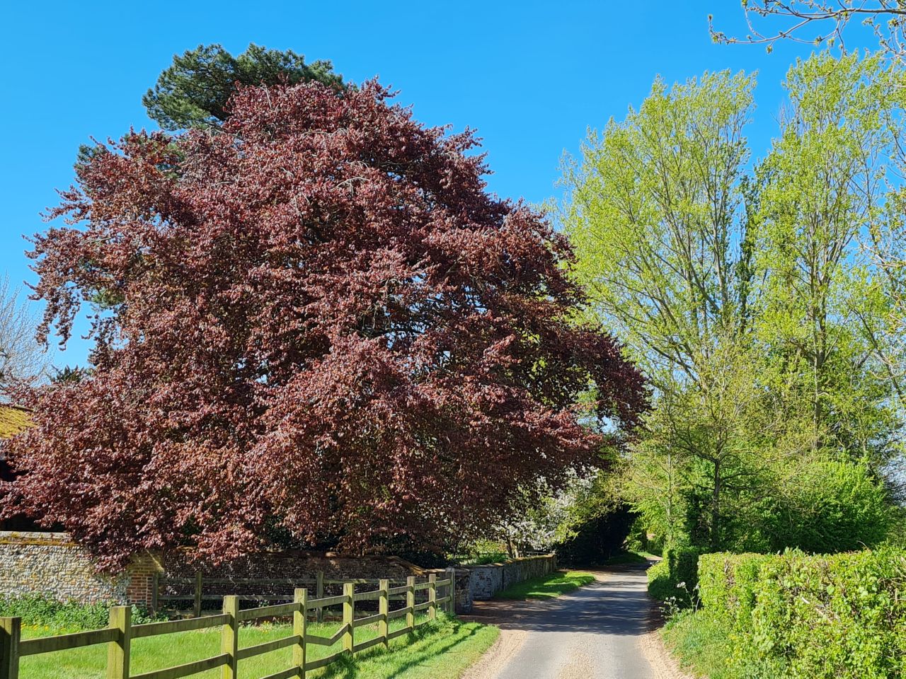 2025-04-29 12 Halesworth and Darsham.jpg