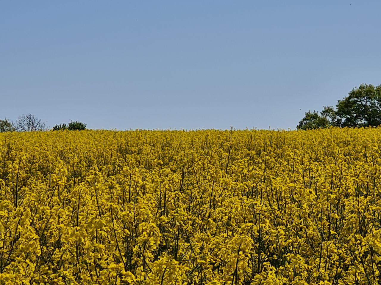 2025-04-29 15 Halesworth and Darsham.jpg