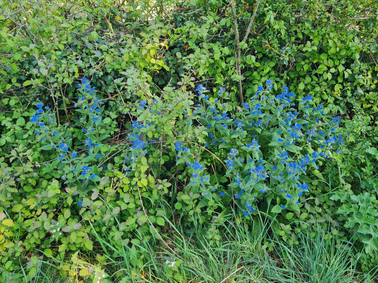 2025-04-29 16 Halesworth and Darsham.jpg