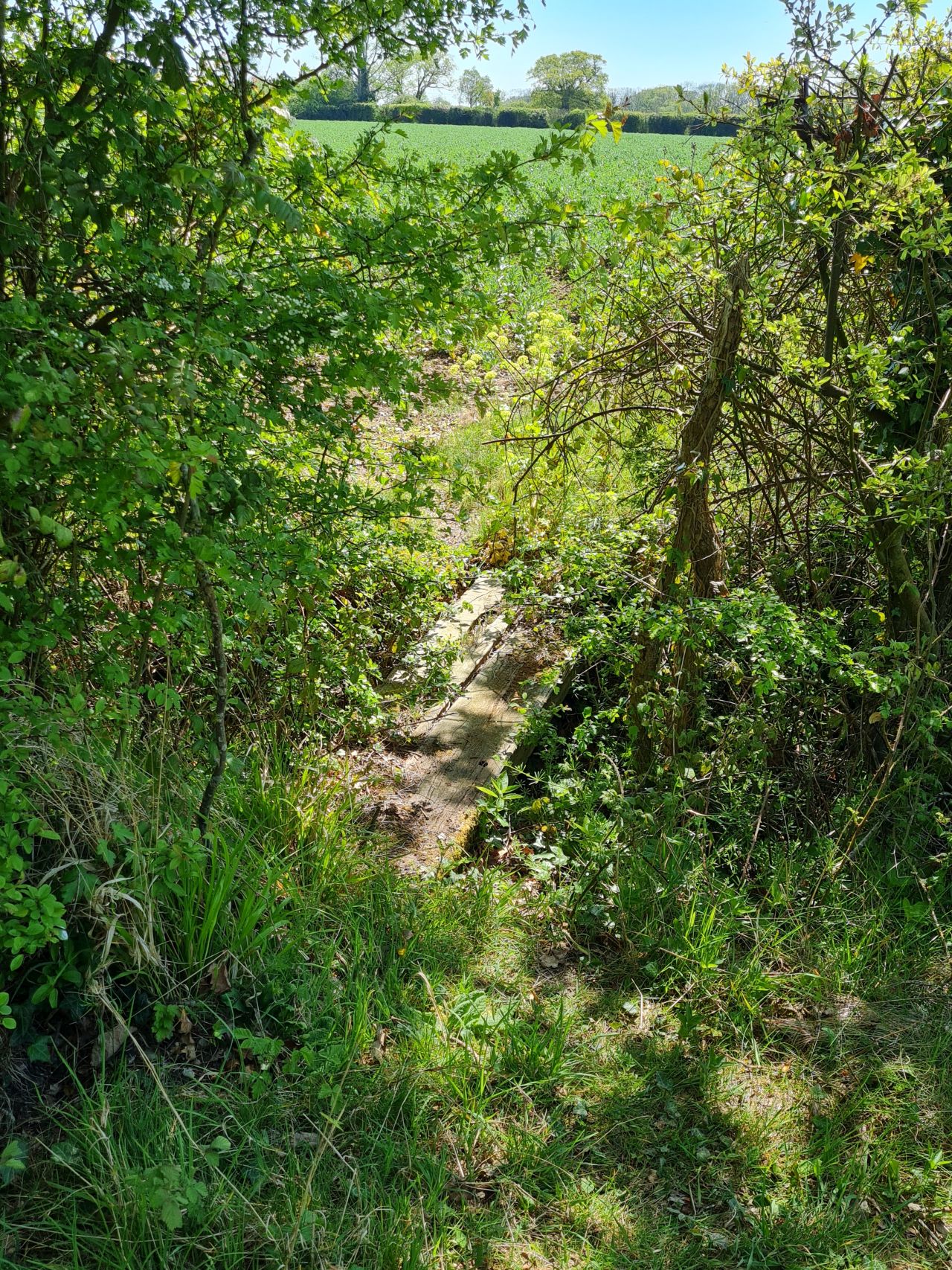 2025-04-29 17 Halesworth and Darsham.jpg