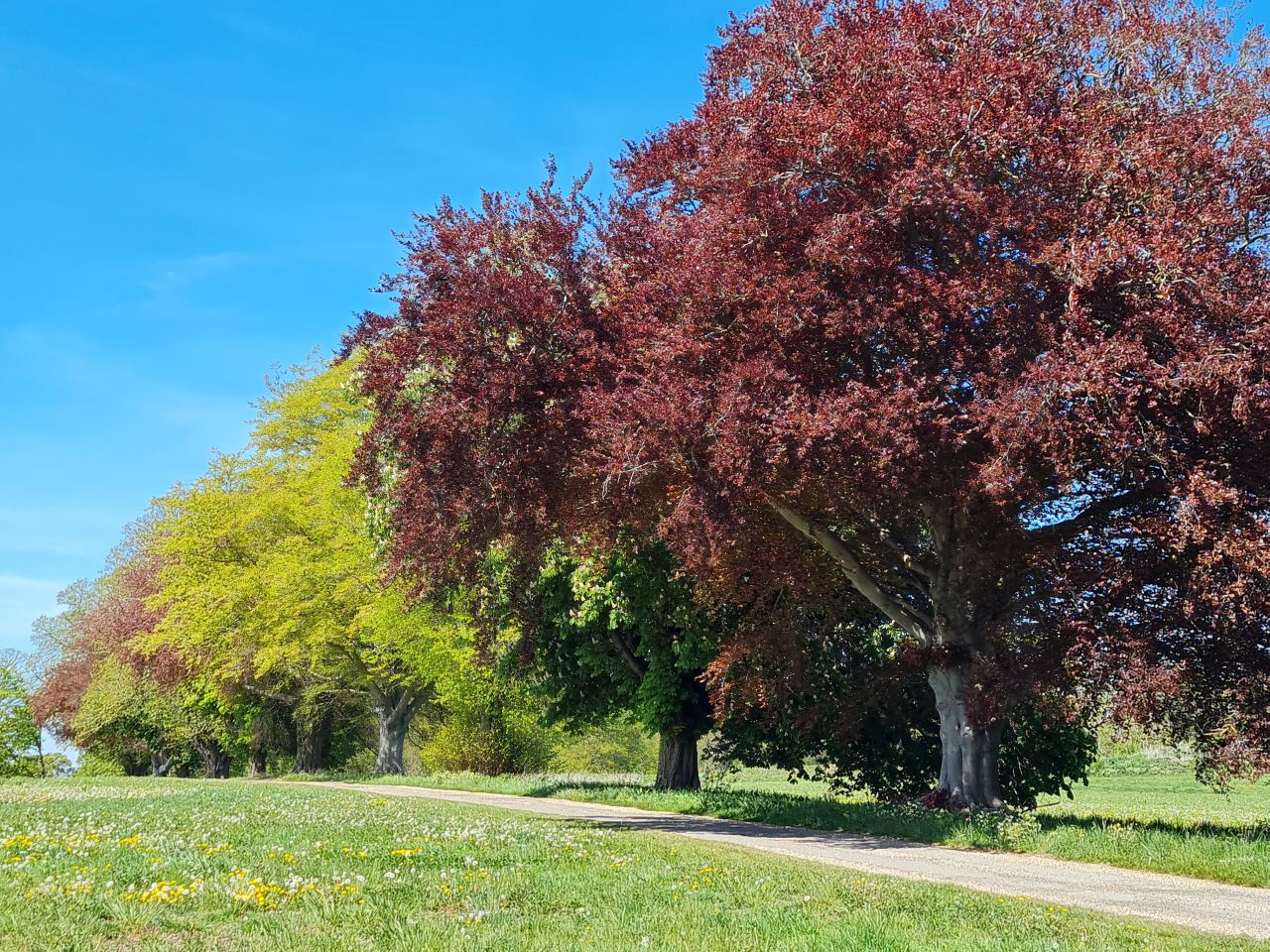 2025-04-29 19 Halesworth and Darsham.jpg