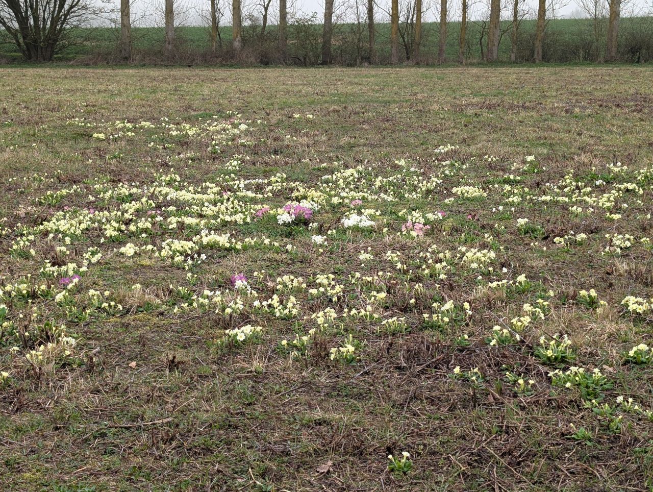 2026-03-06 38 Cavendish.jpg