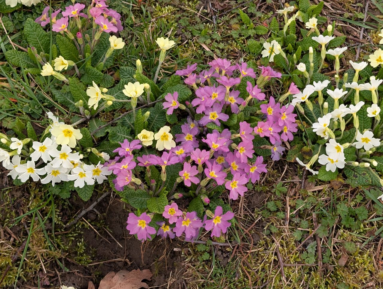 2026-03-06 39 Cavendish.jpg