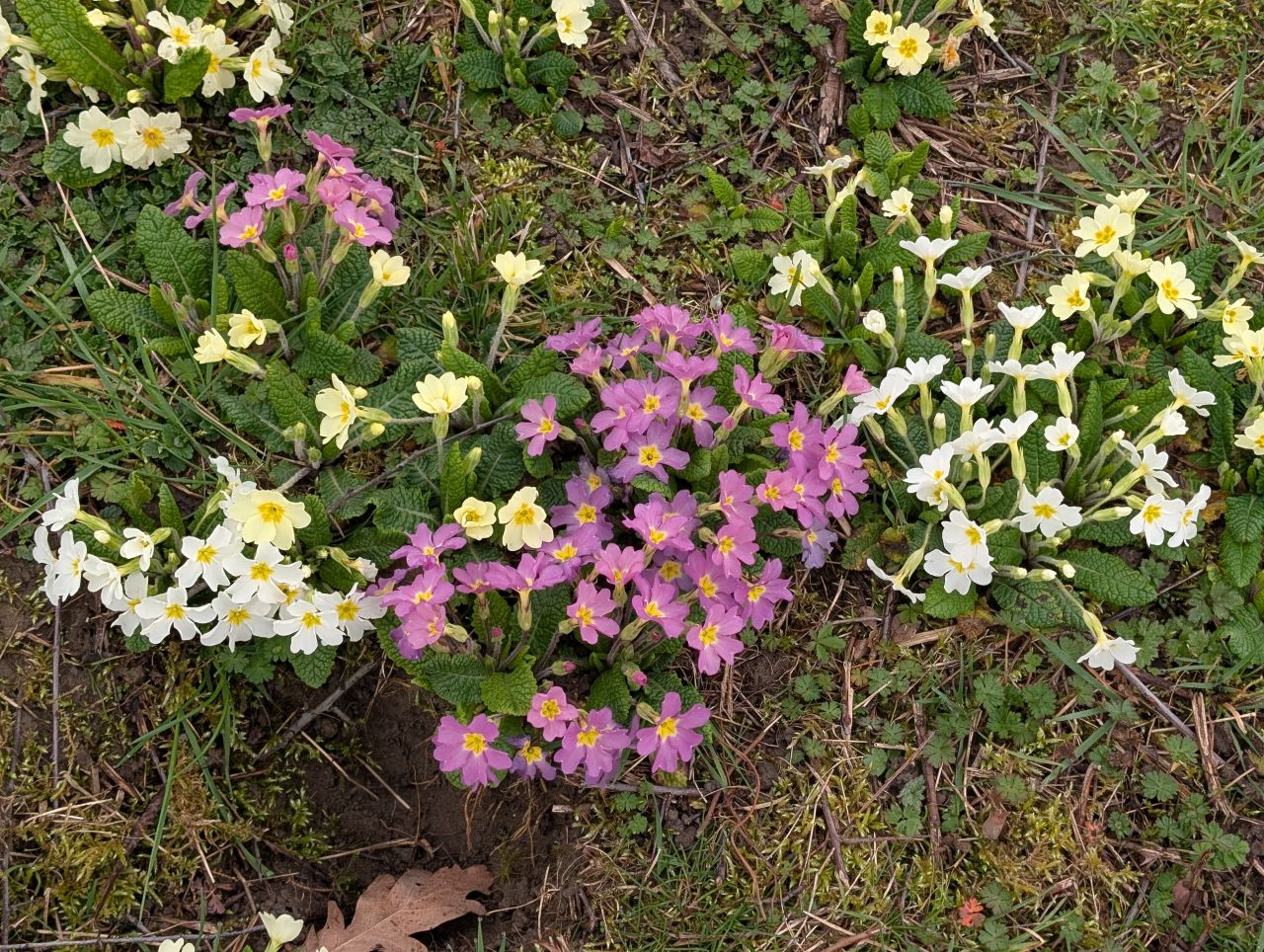 2026-03-06 40 Cavendish.jpg