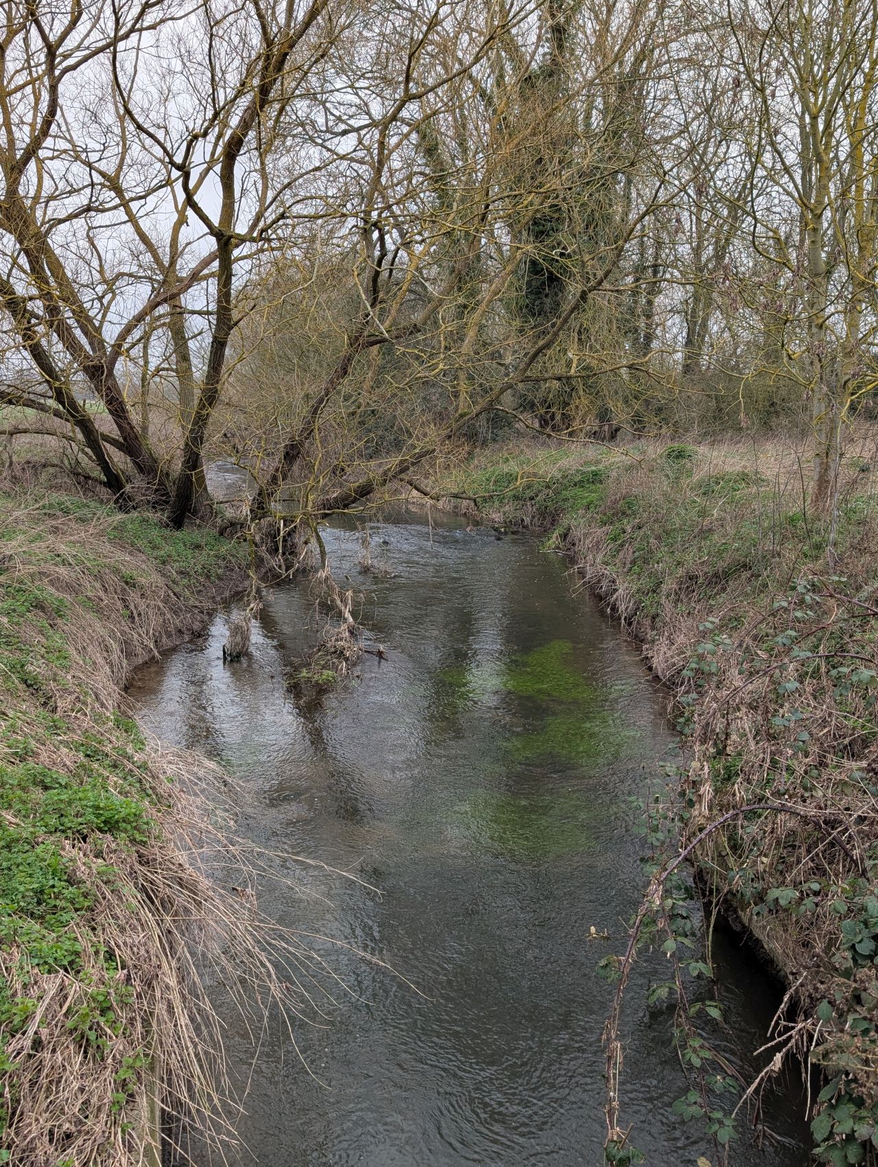 2026-03-06 51 Cavendish.jpg