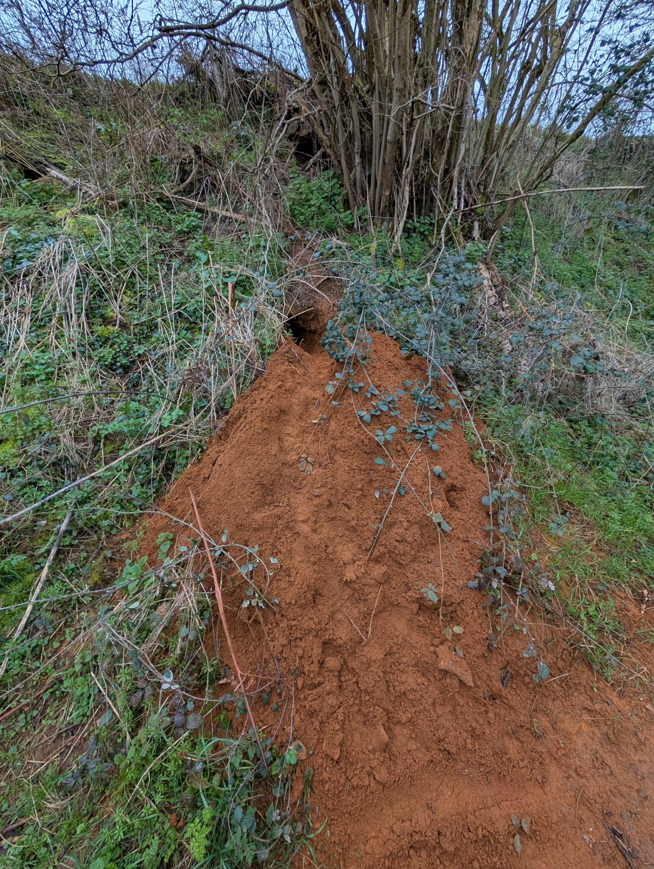 2026-03-07 26 Clare.jpg