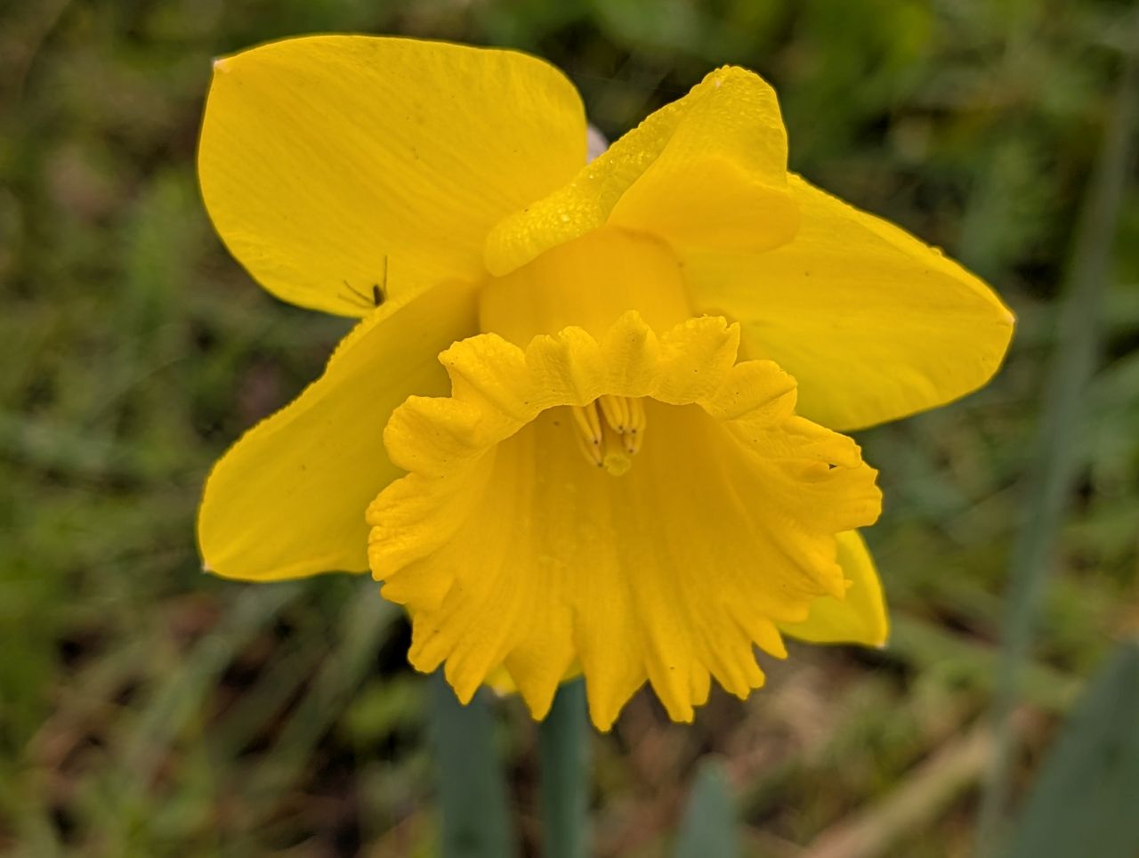 2026-03-09 42 Clare to Sudbury Belchamps.jpg