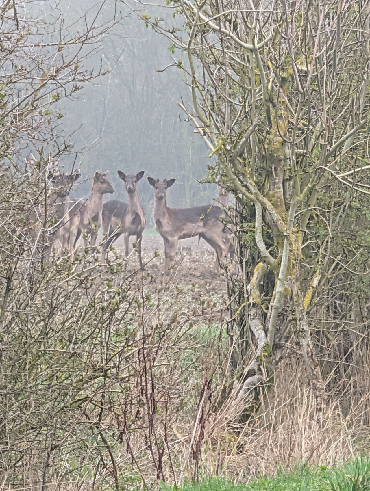 2026-03-09 47 Clare to Sudbury Belchamps.jpg