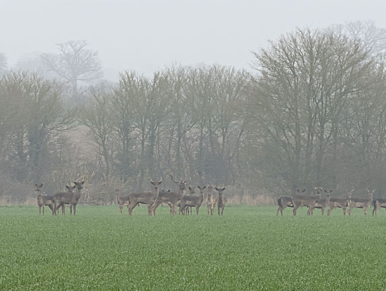 2026-03-09 50 Clare to Sudbury Belchamps.jpg