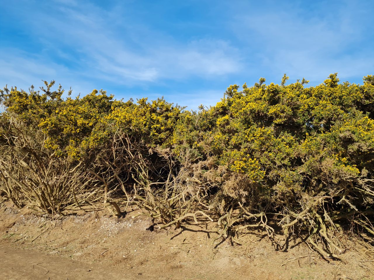 2025-03-05 04 Southwold and Reydon.jpg