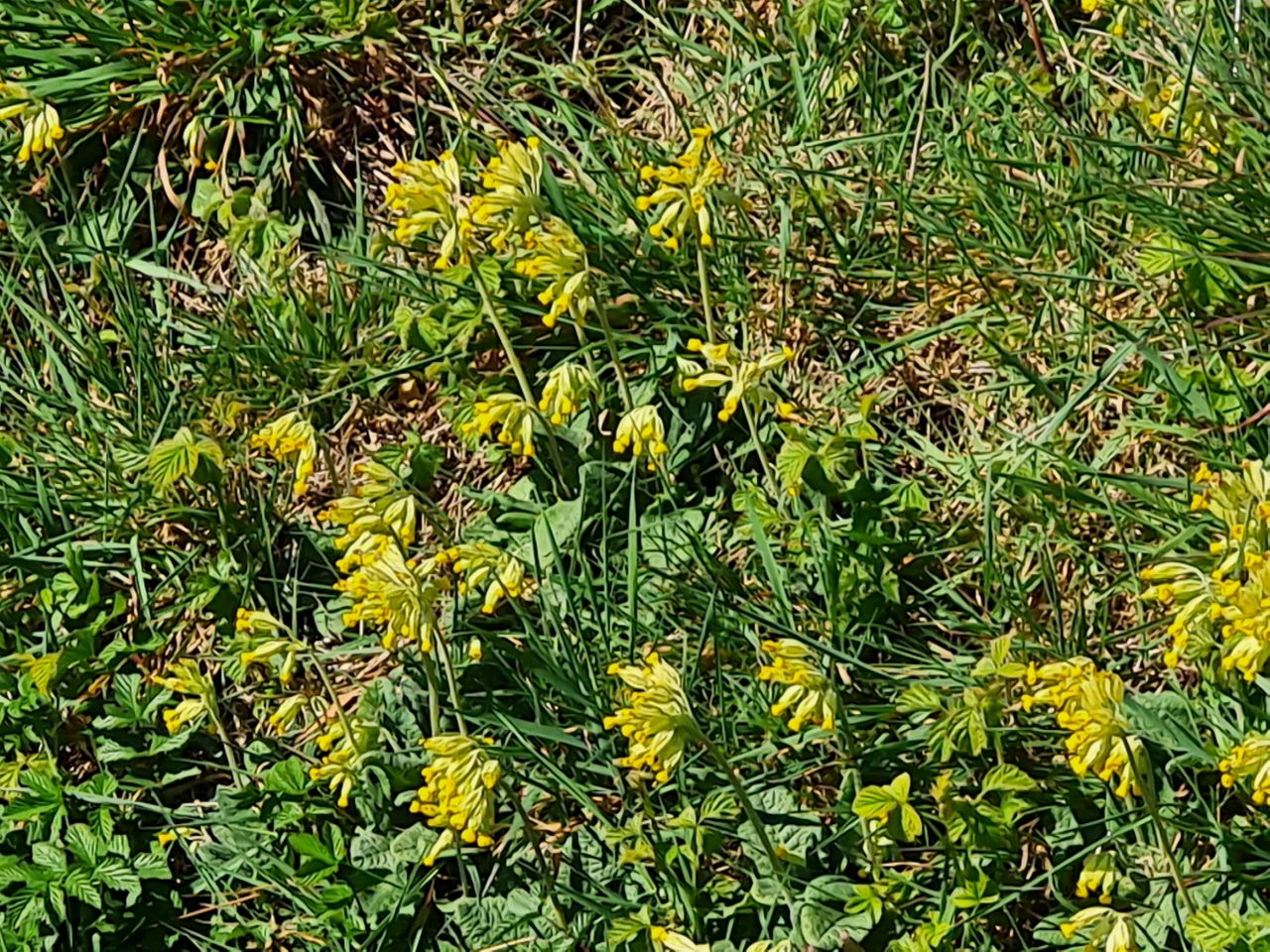 2025-04-07 03 Shelfanger.jpg