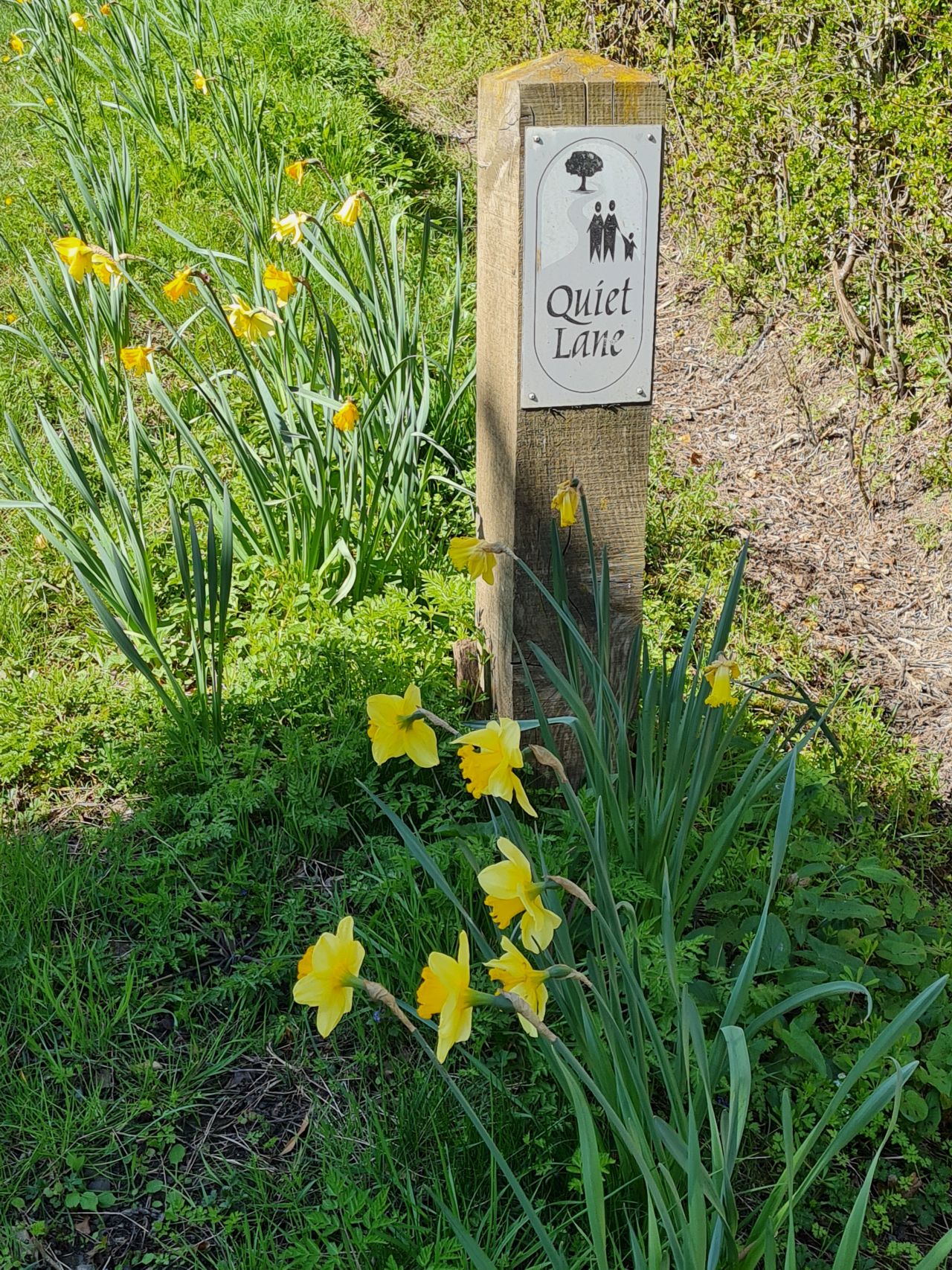 2025-04-07 04 Shelfanger.jpg