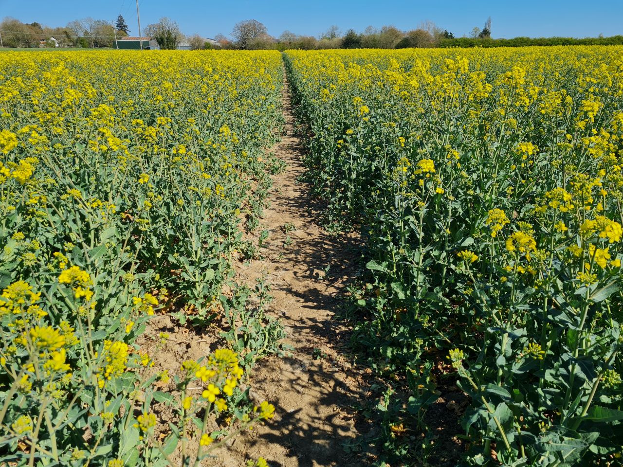 2025-04-07 12 Shelfanger.jpg