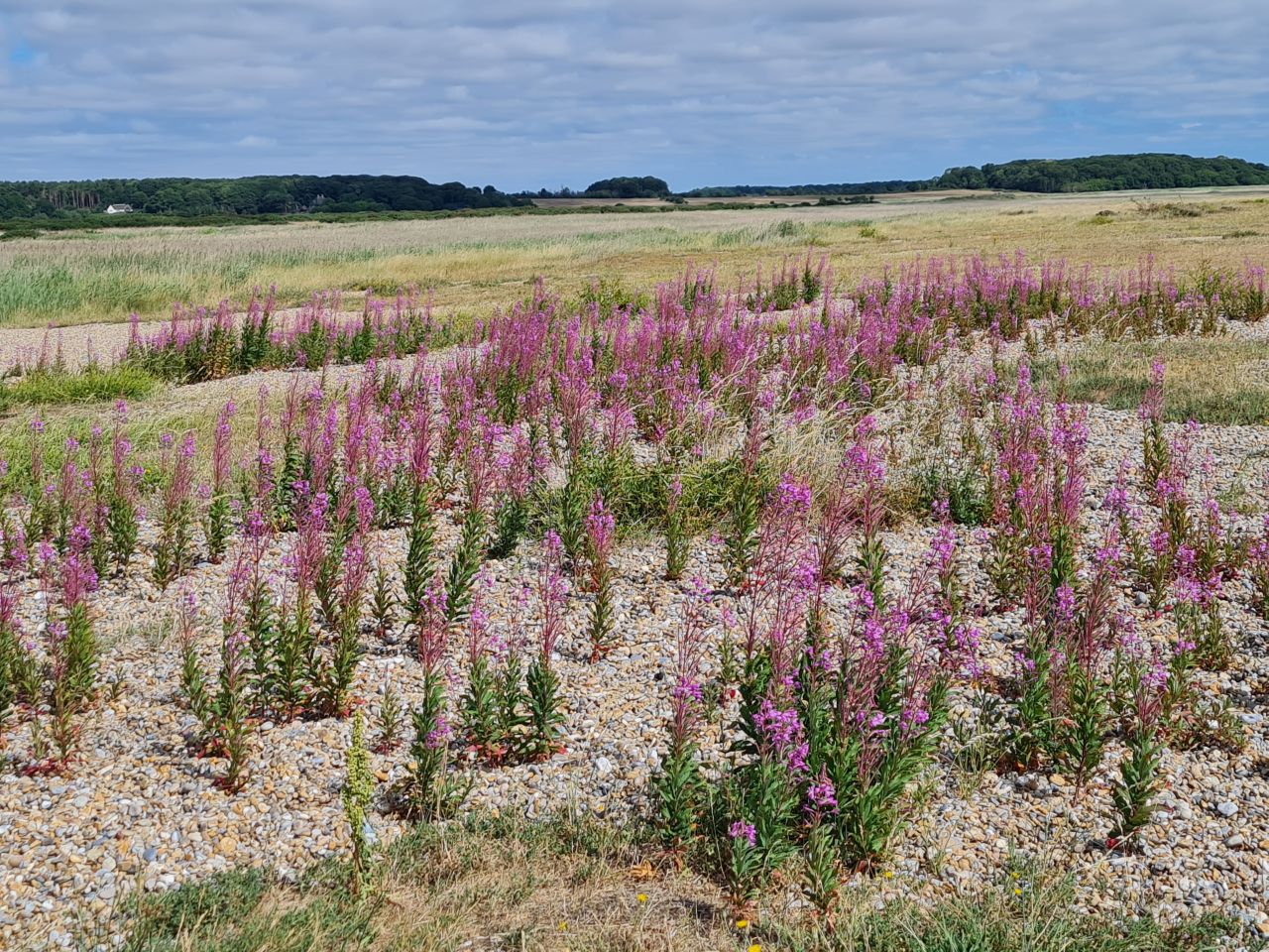 2025-07-05 01 Dunwich Dingle Marshes and Forest.jpg
