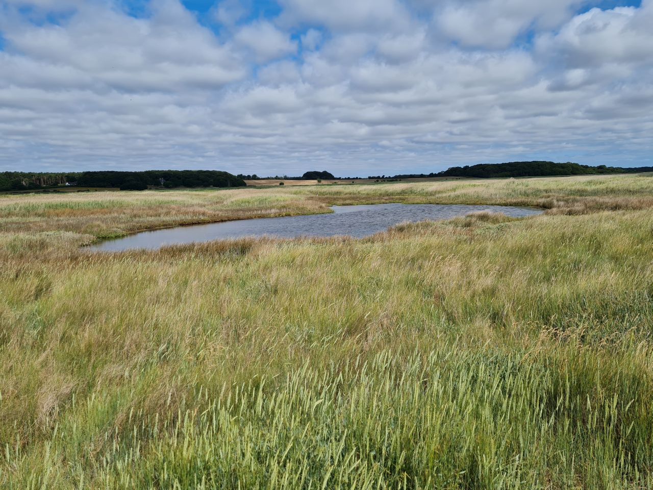 2025-07-05 03 Dunwich Dingle Marshes and Forest.jpg