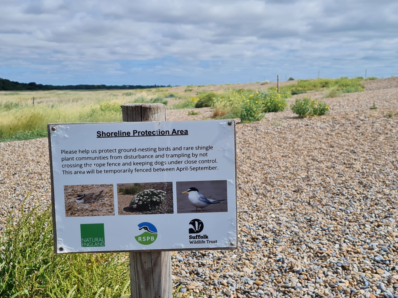 2025-07-05 04 Dunwich Dingle Marshes and Forest.jpg