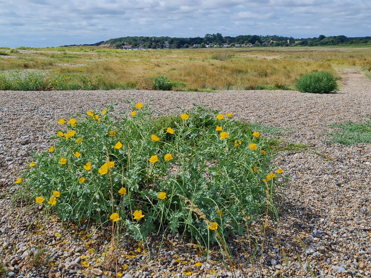 2025-07-05 05 Dunwich Dingle Marshes and Forest.jpg