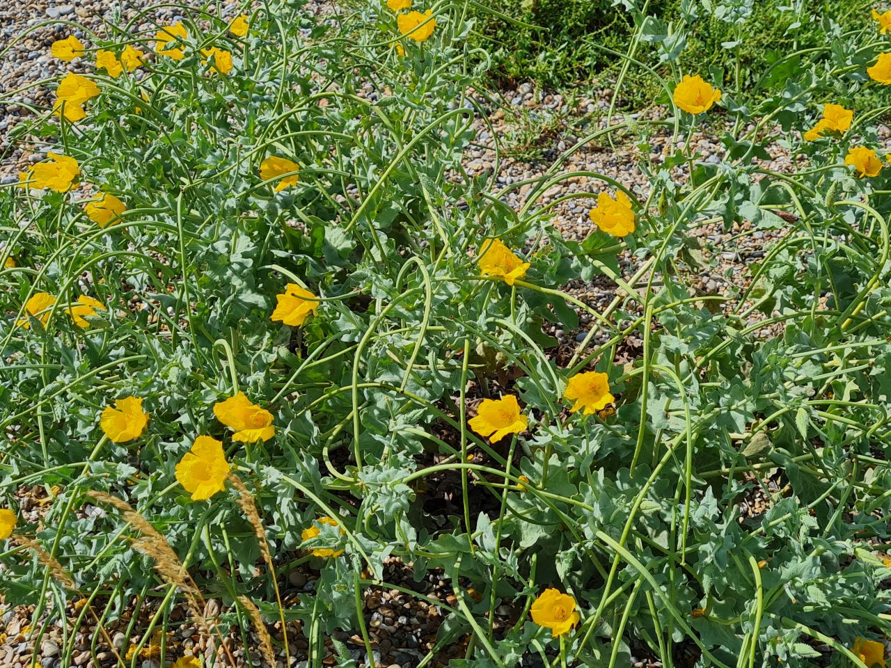 2025-07-05 06 Dunwich Dingle Marshes and Forest.jpg