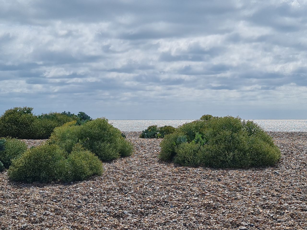2025-07-05 07 Dunwich Dingle Marshes and Forest.jpg