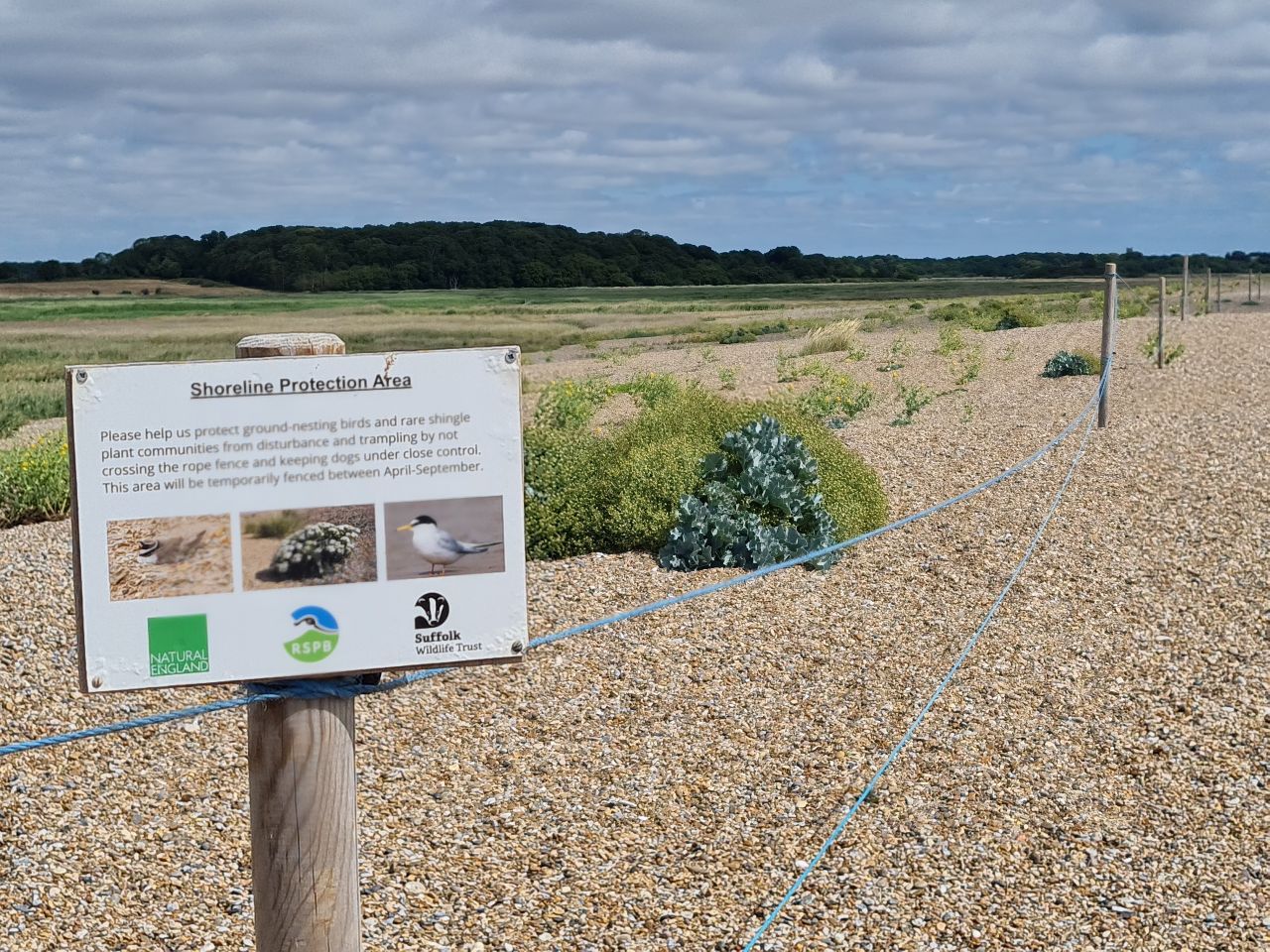 2025-07-05 10 Dunwich Dingle Marshes and Forest.jpg