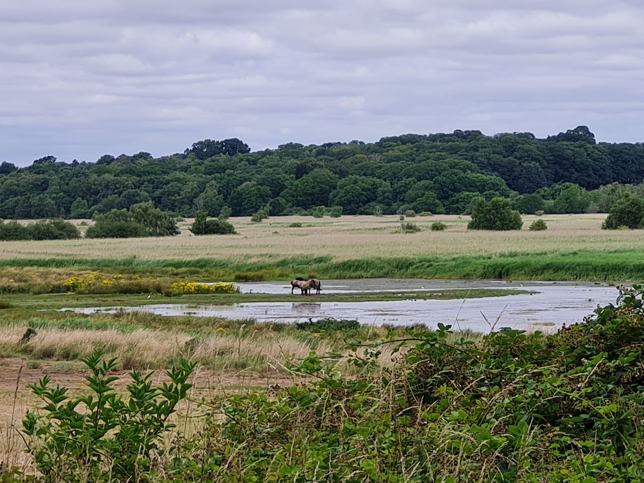 2025-07-05 17 Dunwich Dingle Marshes and Forest.jpg