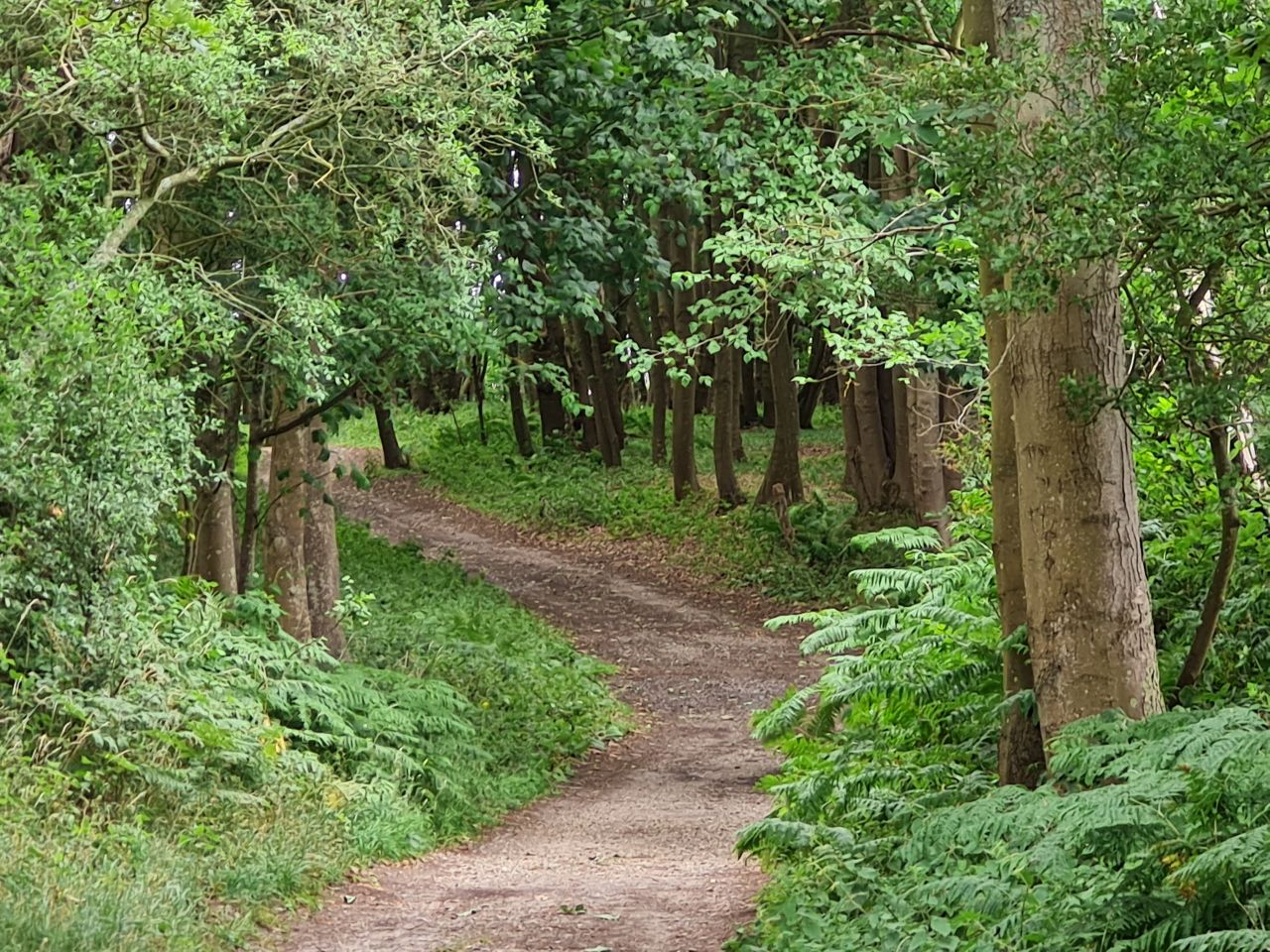2025-07-05 18 Dunwich Dingle Marshes and Forest.jpg