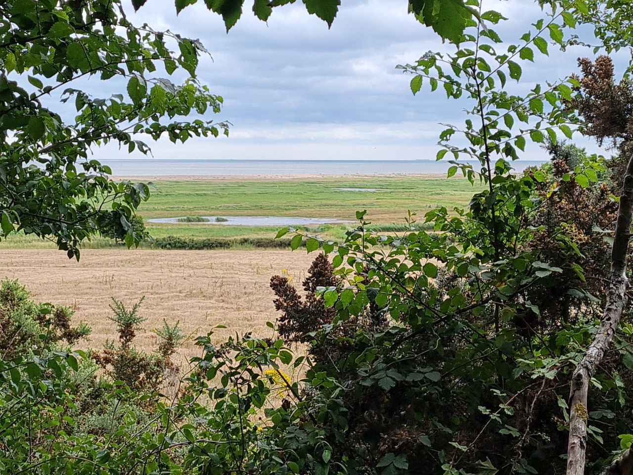 2025-07-05 19 Dunwich Dingle Marshes and Forest.jpg