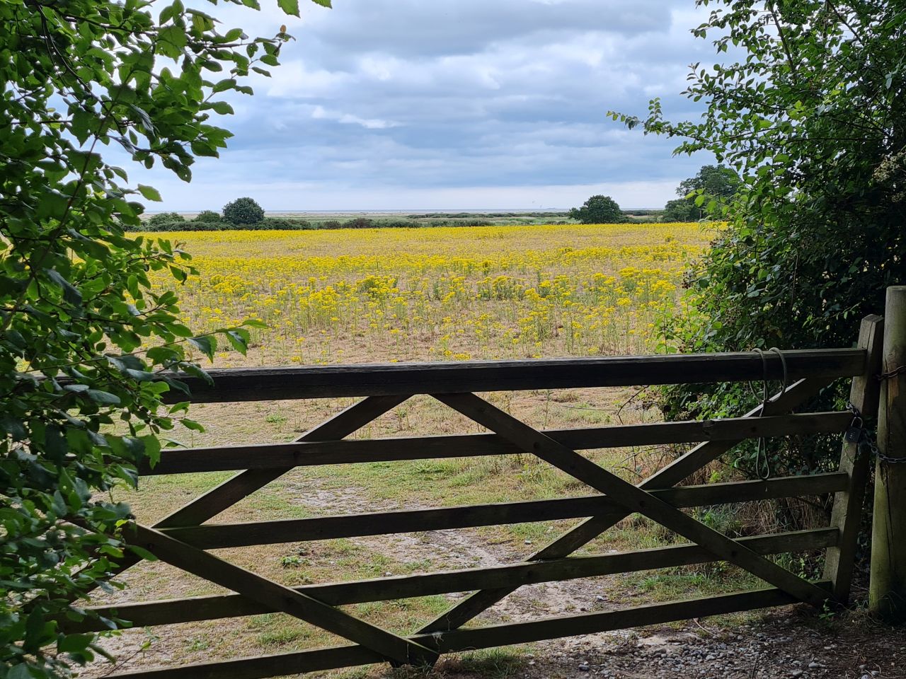 2025-07-05 20 Dunwich Dingle Marshes and Forest.jpg