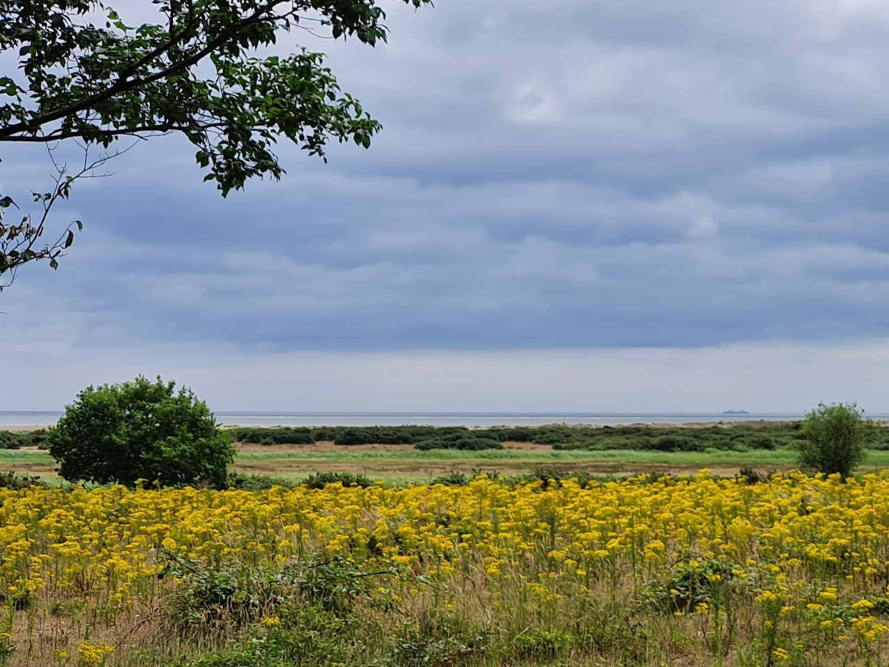 2025-07-05 21 Dunwich Dingle Marshes and Forest.jpg