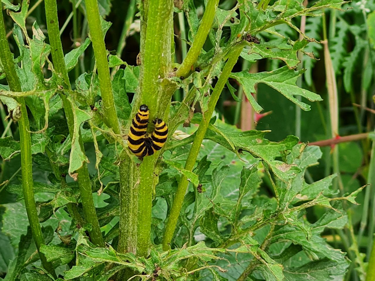 2025-07-05 23 Dunwich Dingle Marshes and Forest.jpg